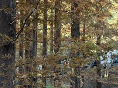 -国家植物园南园