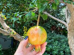 -西安华清御汤酒店