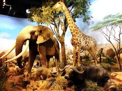 -陕西自然博物馆