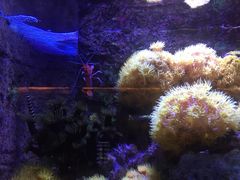 -悉尼海洋生物水族馆