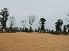 -九科绿洲