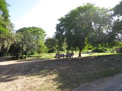 -奥兰多迪士尼动物王国乐园