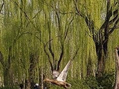 -将府公园