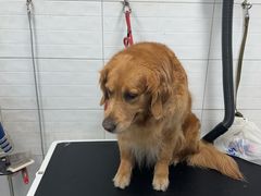 -达爱动物医院·犬猫分区·CT·复杂眼科(远洋山水分院)