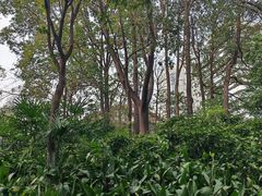 -成都市活水公园