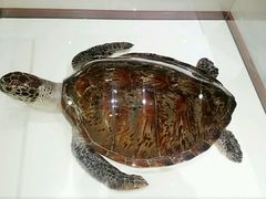 -青岛贝壳博物馆