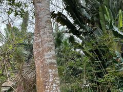 -海南热带野生动植物园