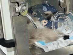 -四月宠物医院·猫专科·心脏专科·内科(转塘店)
