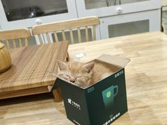 -楼上猫咖(罗湖店)