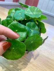 -潮店·溯美日式轻奢美睫馆