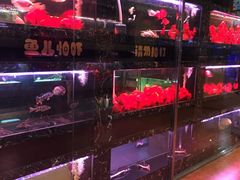 -大自然花鸟鱼虫市场