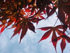 -三圣花乡旅游区