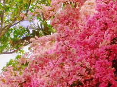 -深圳国际园林花卉博览园