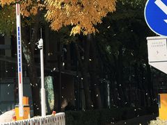 -三里屯东五街银杏大道