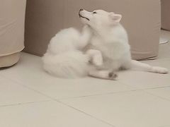 -怪兽屋·羊驼·猫咖·狗咖(俊华广场店)