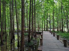 -桤木河湿地公园