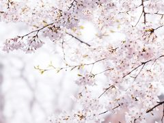 -上海滨江森林公园