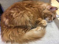 -藏猫猫咖啡主题馆(中央大道店)