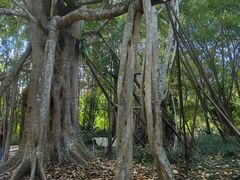 -中国科学院西双版纳热带植物园
