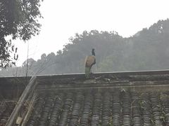 -都江堰普照寺