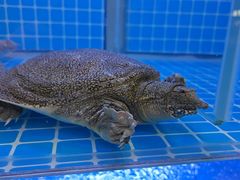 -佤家山寨(通澄路店)