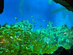 -芜湖新华联大白鲸海洋公园