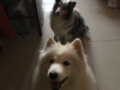 -瑞派福兴宠物医院犬猫全科·骨科·中西医结合(河东店)