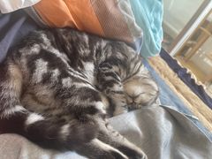 -爱侣宠医·鹦鹉专科·小型哺乳类·异宠专科(灵石路店)