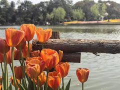-上海鲜花港