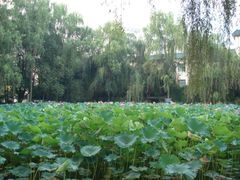 -四川大学(望江校区)