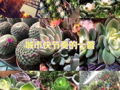-溪岸路花鸟市场