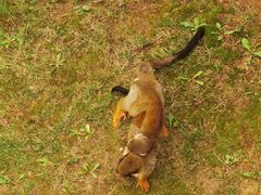 -西霞口神雕山野生动物世界