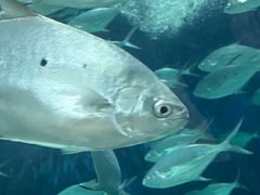 -上海海洋水族馆