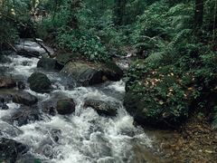 -莫里热带雨林景区
