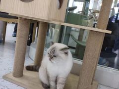 -喵园·猫主题咖啡厅·撸猫·猫咖(国贸店)