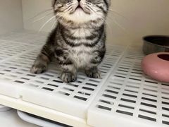 -lincat·猫舍(广州店)