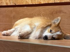 -和它·交个朋友·狗咖猫咖(爱琴海店)