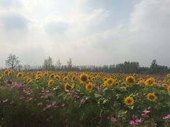 iphone_upload_pic-荷兰花海