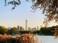 -三里屯东五街银杏大道