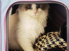 -艾贝尔宠物医院·24H转诊中心·肿瘤猫专科(江宁双龙店)