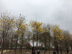 -天适樱花悠乐园