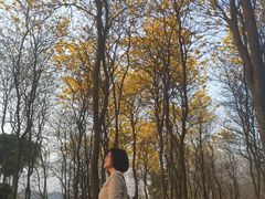 -天适樱花悠乐园