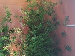 -初蓉丨遇见新川菜(亲贤街荣耀店)