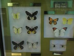 -上海昆虫博物馆