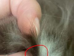 -PETKIT 小佩宠物·低压洗护·美容·寄养(安远店)