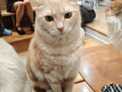 -是阿柴呀！柴犬咖啡·爱喵喵猫咖