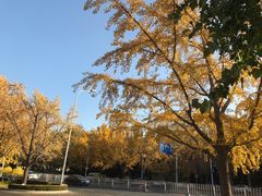 -三里屯东五街银杏大道