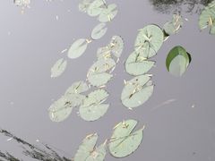 -文瀛公园