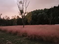 -昆山城市生态森林公园