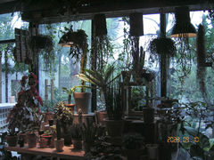 -自由生长植物工作室(深港花卉中心店)